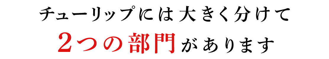 チューリップには大きく分けて 2つの部門があります